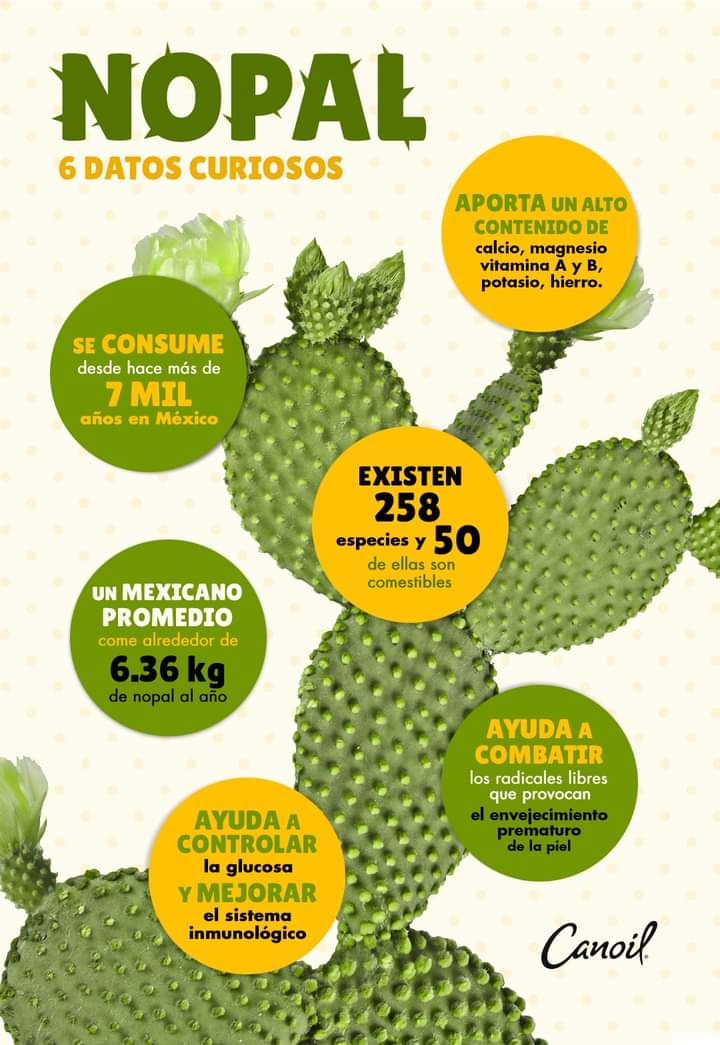 Datos Y Beneficios Del Nopal - ColorMag